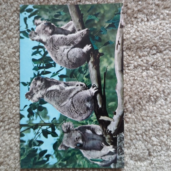 Vintage Australian Postcards - Picture 3 of 6